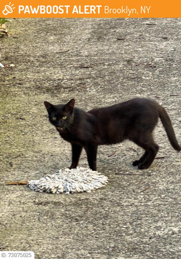 Found/Stray Unknown Cat last seen Kings Highway/west 4th st, Brooklyn, NY 11223