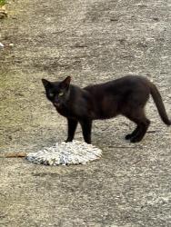 Found/Stray Unknown Cat last seen Kings Highway/west 4th st, Brooklyn, NY 11223