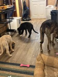 Lost Female Dog last seen norris rd , hwy 29, Anderson, SC 29626