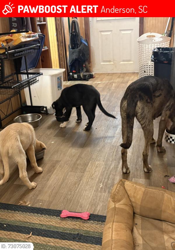 Lost Female Dog last seen norris rd , hwy 29, Anderson, SC 29626
