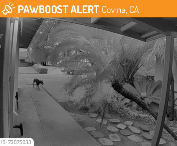Found/Stray Unknown Dog last seen Tudor / Barranca, Covina, CA 91722