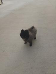 Reunited Female Dog last seen Oliver Ave and River Street (Aurora, IL), Aurora, IL 60506