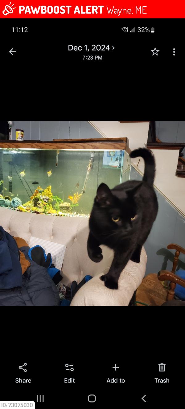 Lost Male Cat last seen Lord rd. , Bessie rd, maxim rd., Wayne, ME 04284