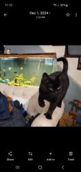 Lost Male Cat last seen Lord rd. , Bessie rd, maxim rd., Wayne, ME 04284