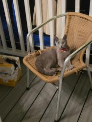 Found/Stray Female Cat last seen Willis Ave, Williston Park, NY 11596
