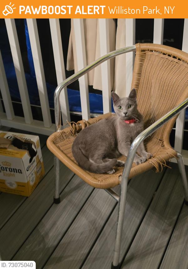 Found/Stray Female Cat last seen Willis Ave, Williston Park, NY 11596