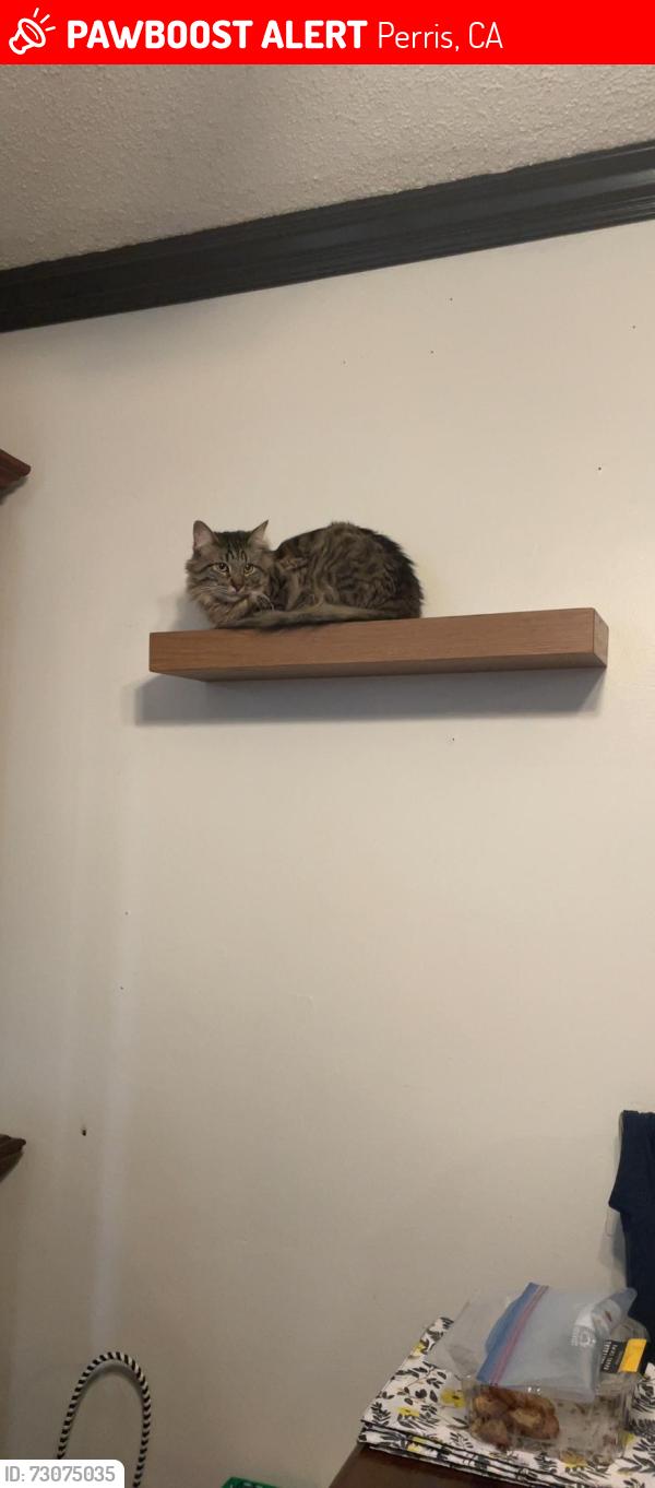 Lost Male Cat last seen Clarence Muse Loop & spring wheat St, Perris, CA 92570