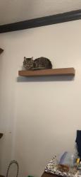 Lost Male Cat last seen Clarence Muse Loop & spring wheat St, Perris, CA 92570