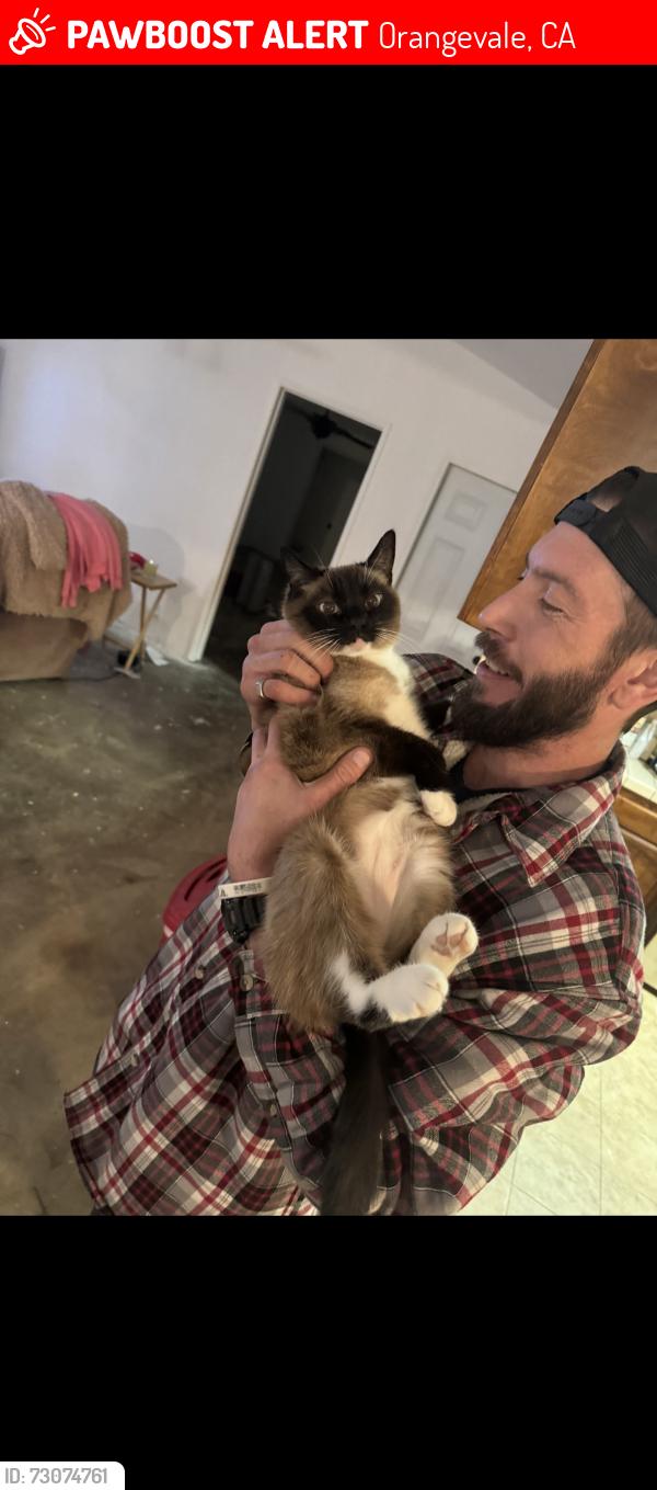 Lost Female Cat last seen Central, Orangevale, CA 95662