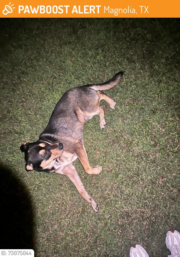 Found/Stray Male Dog last seen Near apt buildings, Magnolia, TX 77354