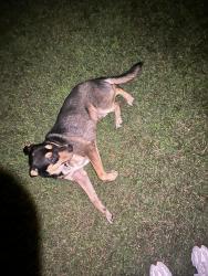Found/Stray Male Dog last seen Near apt buildings, Magnolia, TX 77354