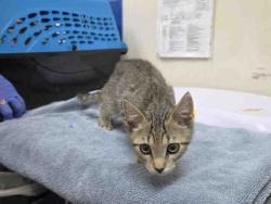 Shelter Stray Male Cat last seen , 2481 Palomar Airport Rd, Carlsbad, CA 92011, USA