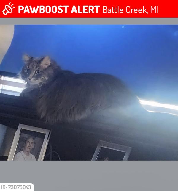 Lost Male Cat last seen Sherman, Battle Creek, MI 49015