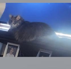 Lost Male Cat last seen Sherman, Battle Creek, MI 49015