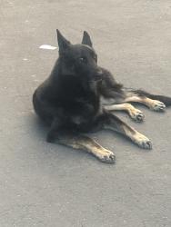 Found/Stray Unknown Dog last seen Skyline Blvd, Reno, NV 89509