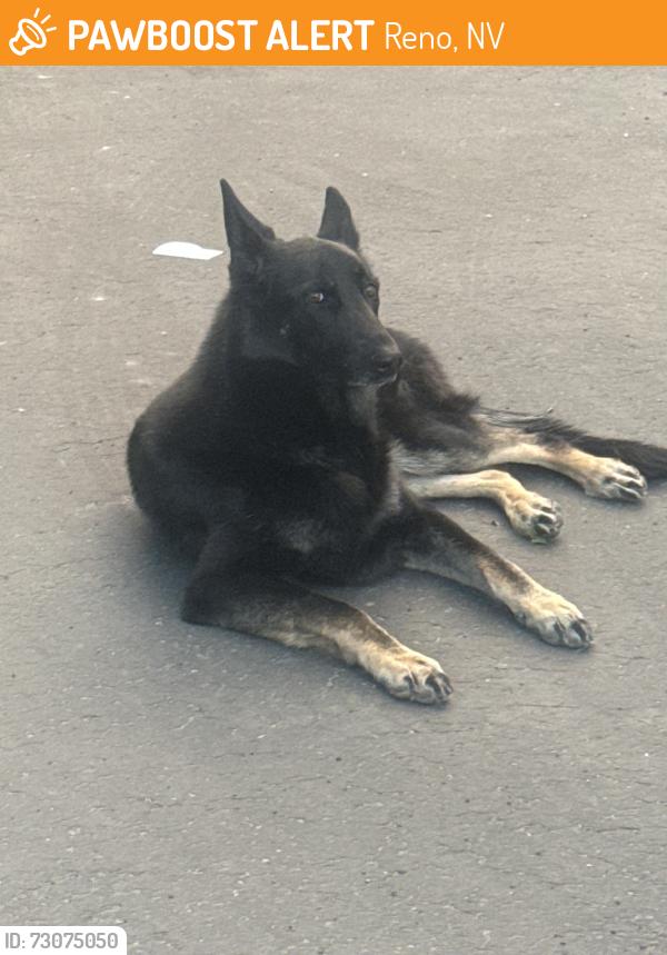 Found/Stray Unknown Dog last seen Skyline Blvd, Reno, NV 89509