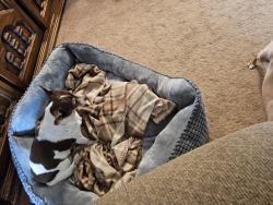 Lost Female Dog last seen Near Marjal Ave, Bakersfield, CA 93309