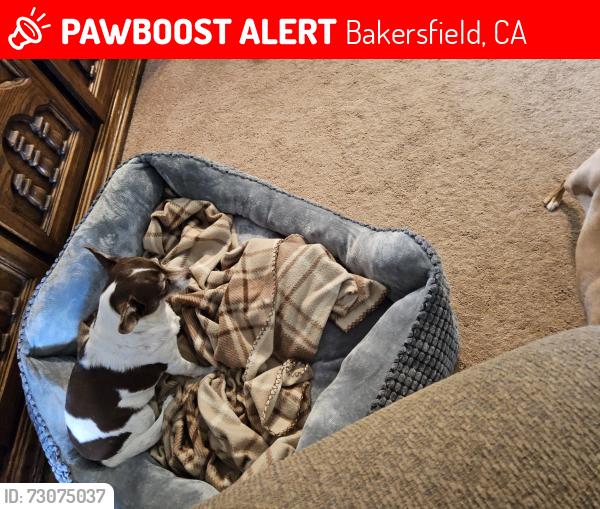 Lost Female Dog last seen Near Marjal Ave, Bakersfield, CA 93309