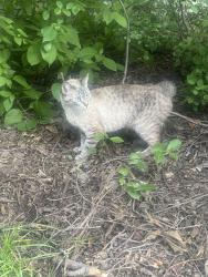 Reunited Unknown Cat last seen Central Park and Grace, Chicago, IL 60618