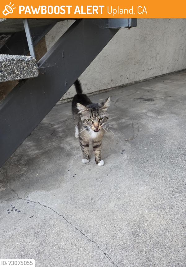 Found/Stray Male Cat last seen Grove Ave and E 8th St, by RR crossing, Upland, CA 91786
