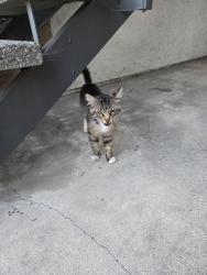 Found/Stray Male Cat last seen Grove Ave and E 8th St, by RR crossing, Upland, CA 91786