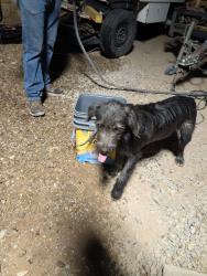 Found/Stray Male Dog last seen First st canutillo tx, Canutillo, TX 79835