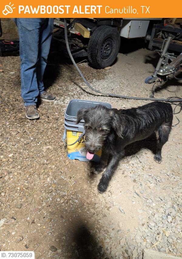 Found/Stray Male Dog last seen First st canutillo tx, Canutillo, TX 79835