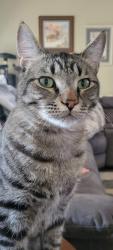 Lost Male Cat last seen MICA, Sunridge dr., Carson City, NV 89705