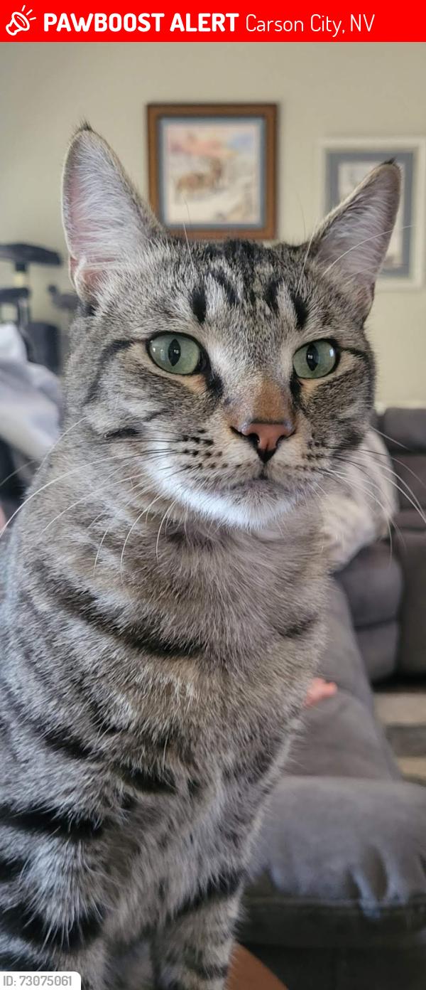 Lost Male Cat last seen MICA, Sunridge dr., Carson City, NV 89705