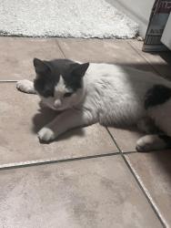 Found/Stray Unknown Cat last seen Sam’s Club, Jonesboro, AR 72401