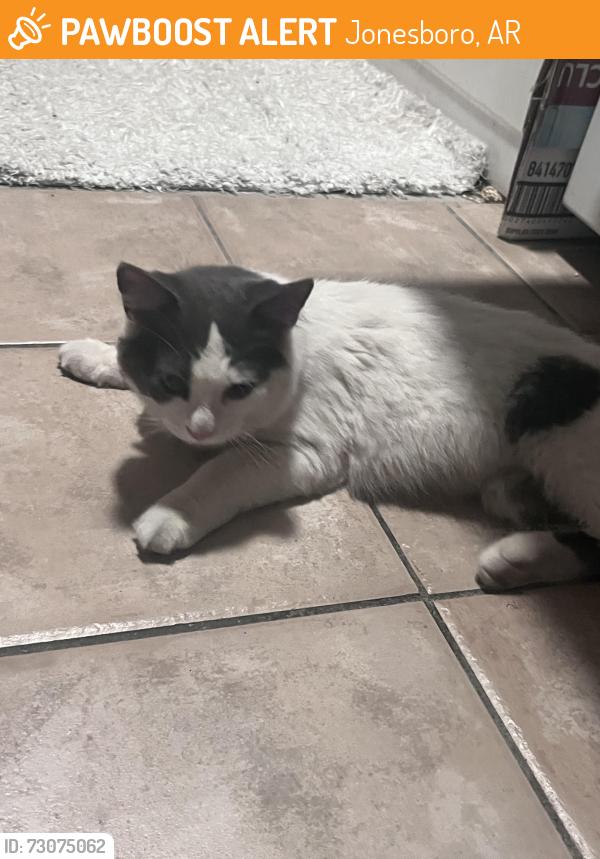 Found/Stray Unknown Cat last seen Sam’s Club, Jonesboro, AR 72401