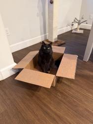 Lost Female Cat last seen Cutter and Powell, Bedford Canyon community, Corona, CA 92883