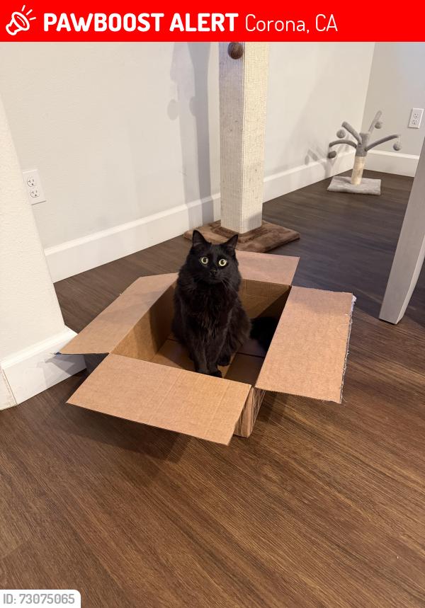 Lost Female Cat last seen Cutter and Powell, Bedford Canyon community, Corona, CA 92883