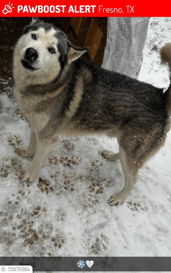 Lost Male Dog last seen Evergreen & liveoak, Fresno, TX 77545