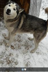 Lost Male Dog last seen Evergreen & liveoak, Fresno, TX 77545