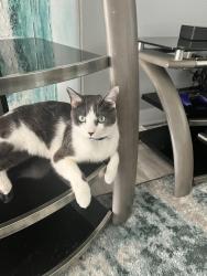 Lost Male Cat last seen Graham yarden dr, Riverview, FL 33579
