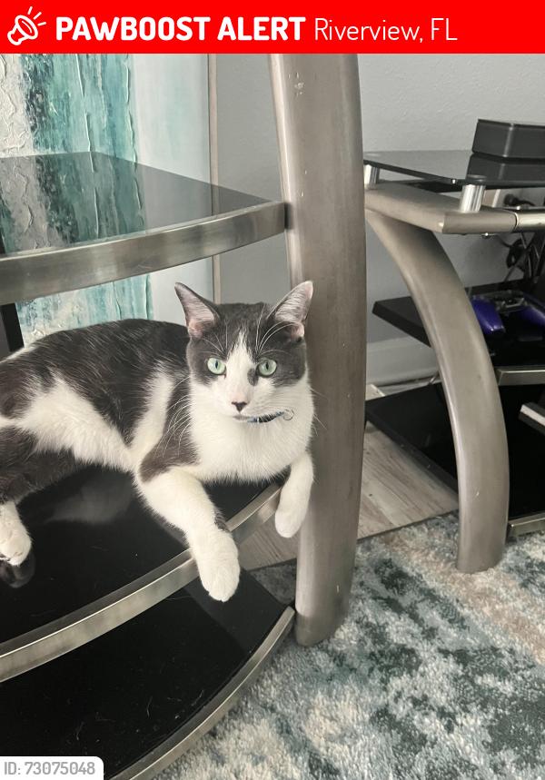 Lost Male Cat last seen Graham yarden dr, Riverview, FL 33579