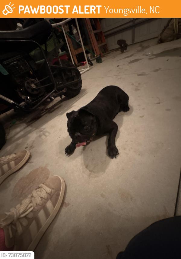 Found/Stray Male Dog last seen On the road near the stop sign at end of Haltwhistle street, Youngsville, NC 27587