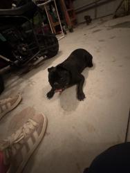 Found/Stray Male Dog last seen On the road near the stop sign at end of Haltwhistle street, Youngsville, NC 27587