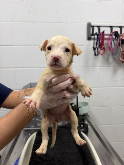 Shelter Stray Female Dog last seen Near Benton Blvd, 64130, MO, 7077 Elmwood Ave, Kansas City, MO 64132, USA