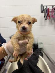 Shelter Stray Female Dog last seen Near Benton Blvd, 64130, MO, 7077 Elmwood Ave, Kansas City, MO 64132, USA