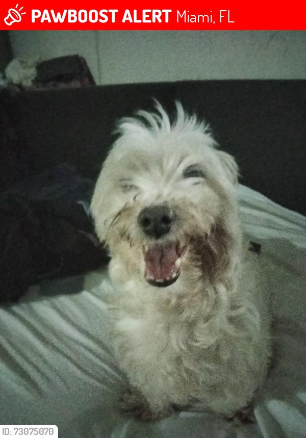 Lost Male Dog last seen Near ave NW 131 st, Miami, FL 33167