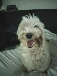 Lost Male Dog last seen Near ave NW 131 st, Miami, FL 33167