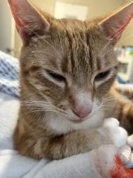 Reunited Female Cat last seen Sperry Avenue, Patterson, CA 95363