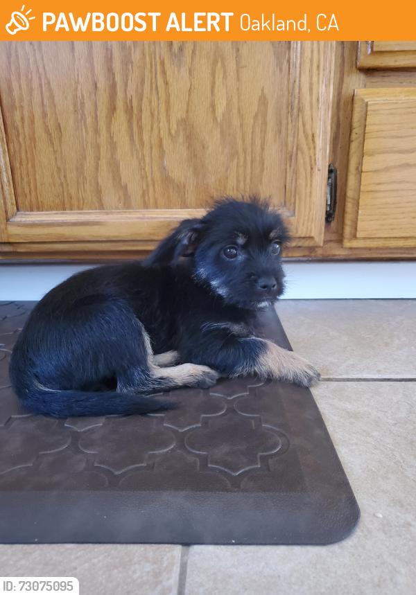 Found/Stray Male Dog last seen 12th avene @ E22nd Street, Oakland, CA 94606