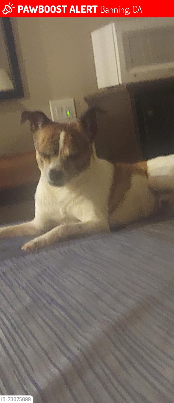 Lost Male Dog last seen Gilman and highland home, Banning, CA 92220
