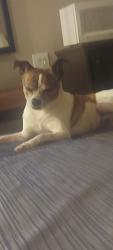 Lost Male Dog last seen Gilman and highland home, Banning, CA 92220