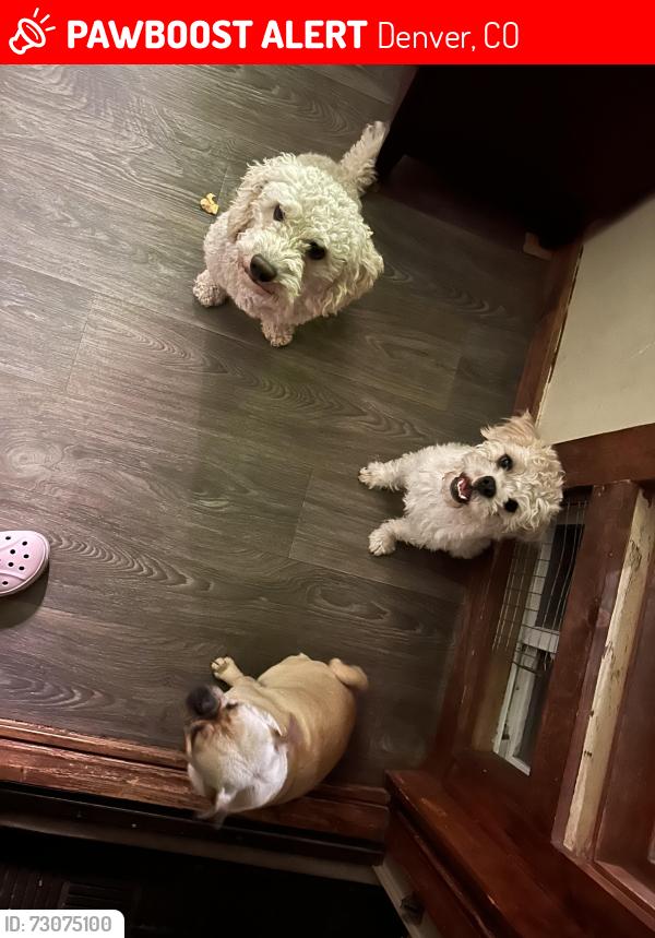 Lost Female Dog last seen Montbello/ Greenvalley Ranch, Denver, CO 80239