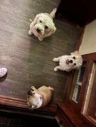 Lost Female Dog last seen Montbello/ Greenvalley Ranch, Denver, CO 80239