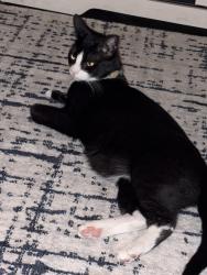 Lost Male Cat last seen Waterford park apmts, Converse, TX 78109
